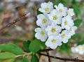 Single Bridal Wreath Spirea